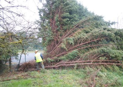 Chute d'arbre sur cloture